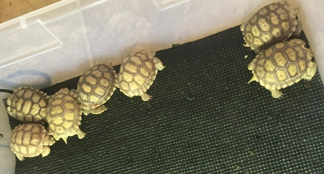 Sulcata Safari
