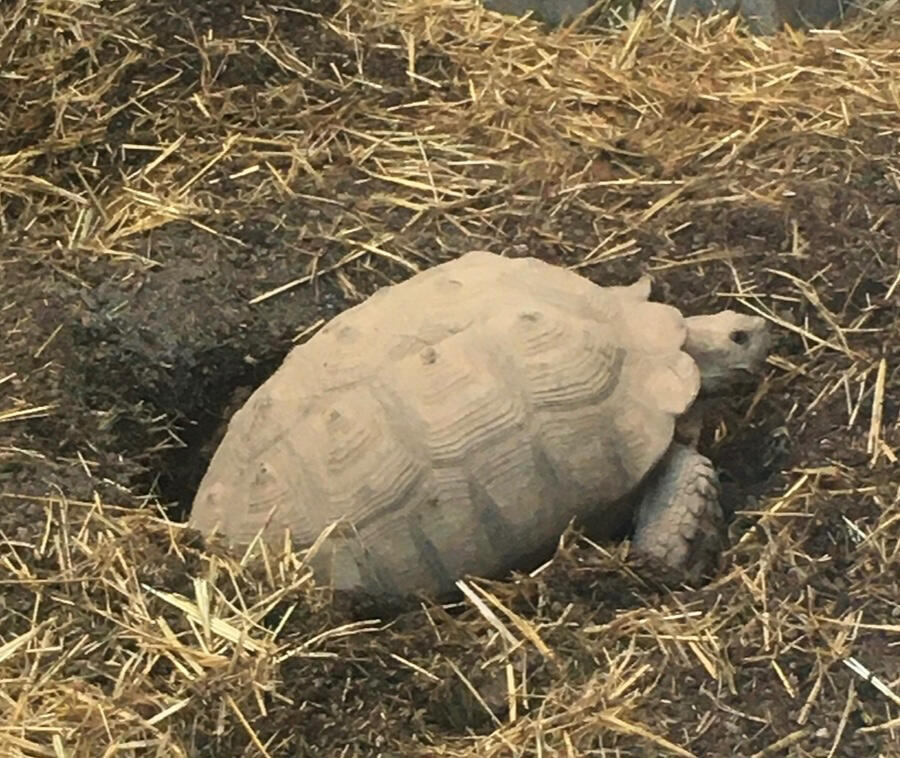 Sulcata Safari