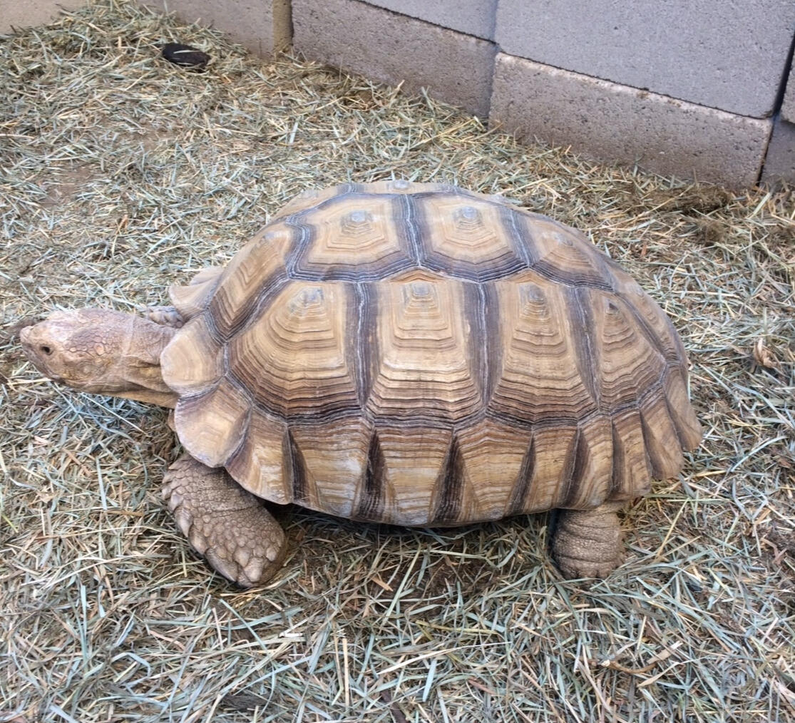 Sulcata Safari