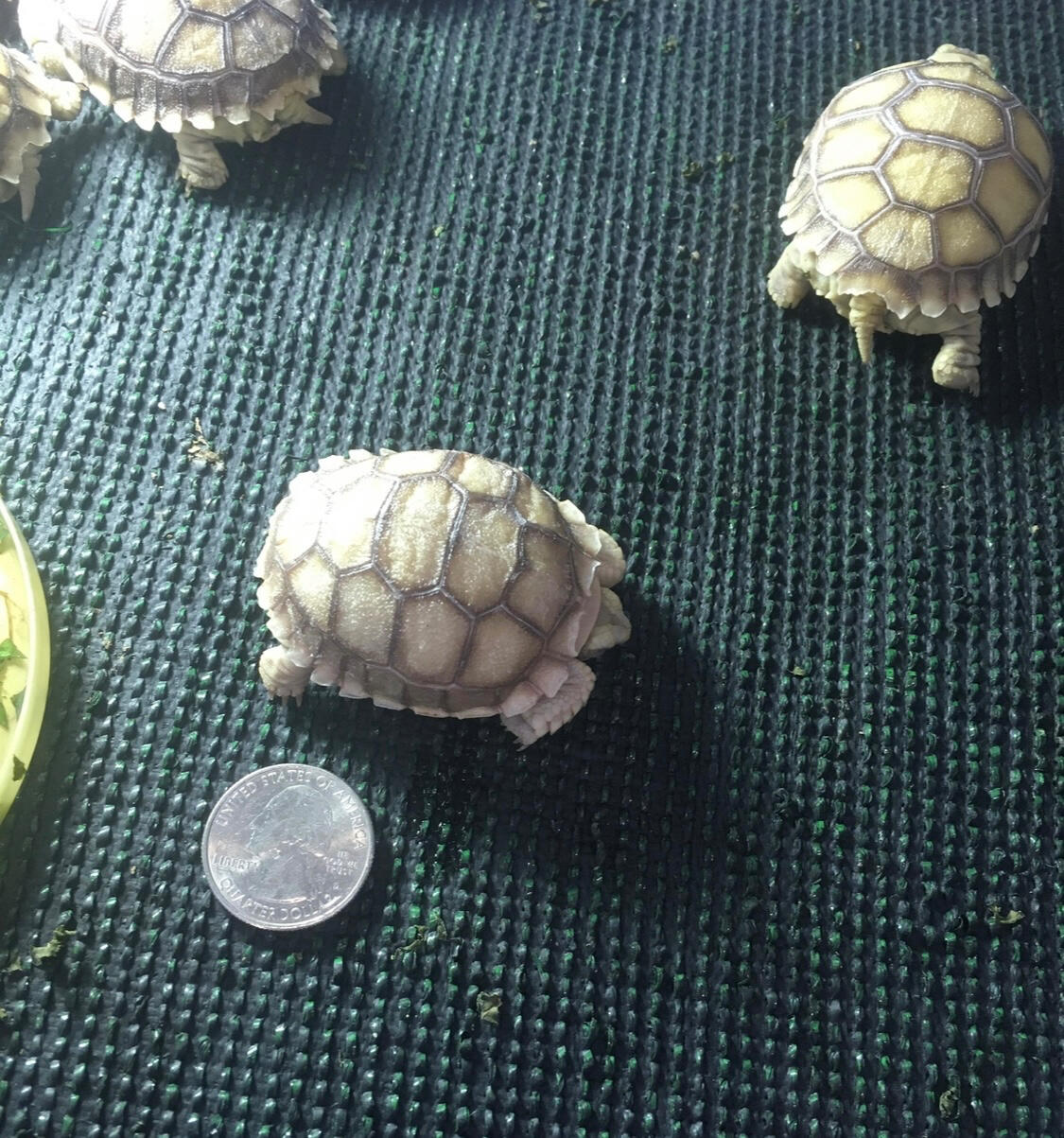 Sulcata Safari
