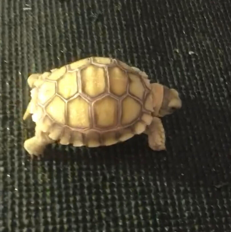 Sulcata Safari