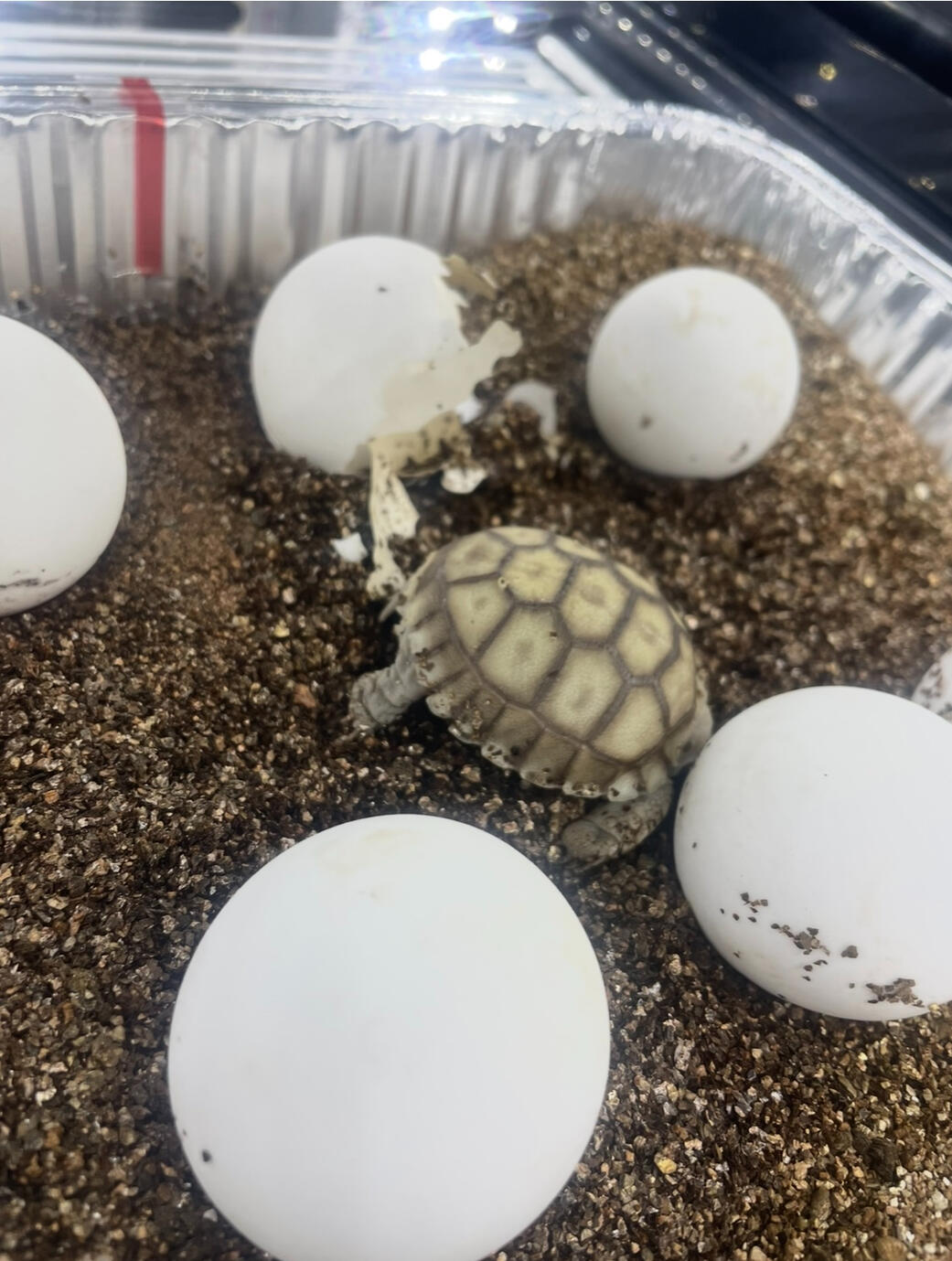 Sulcata Safari