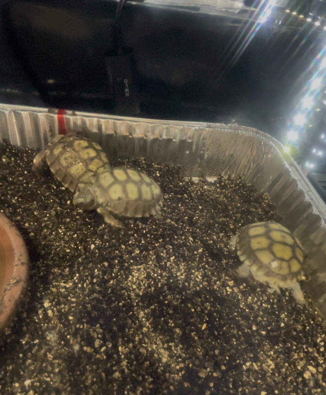 Sulcata Safari